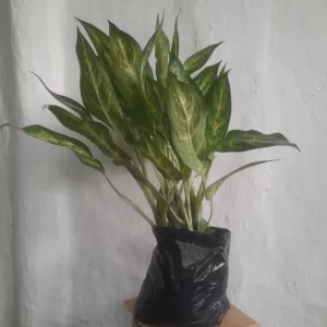 Aglaonema pintado