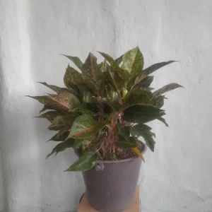 Aglaonema prestige