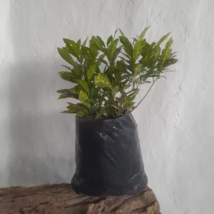 Planta croto polvo de oro