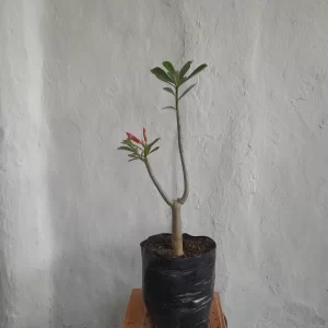 Planta dama del desierto