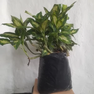 Planta Camila