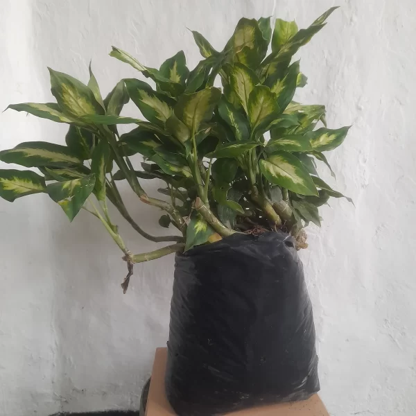 Planta Camila