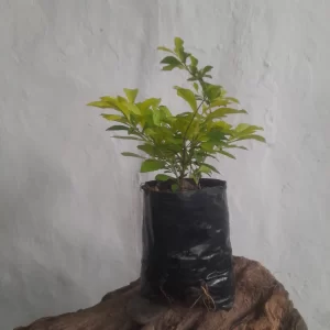 Planta duranta