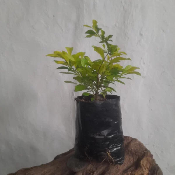 Planta duranta