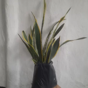 Planta lengua de suegra