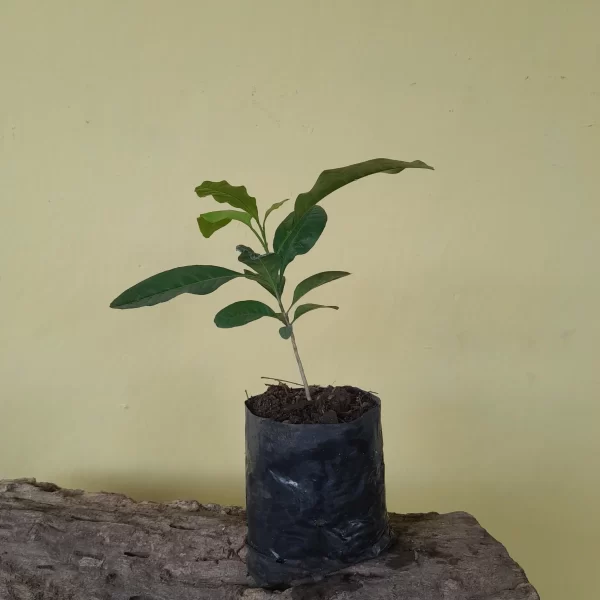 Planta limoncillo Swinglea